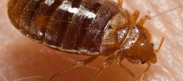 Bed bugs in the home