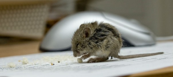 Pest control mice