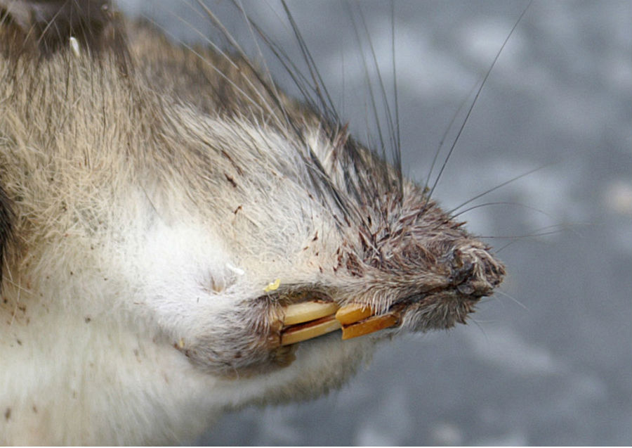 rat teeth gnawing