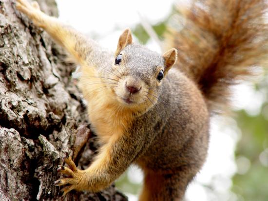 squirrelclimbing
