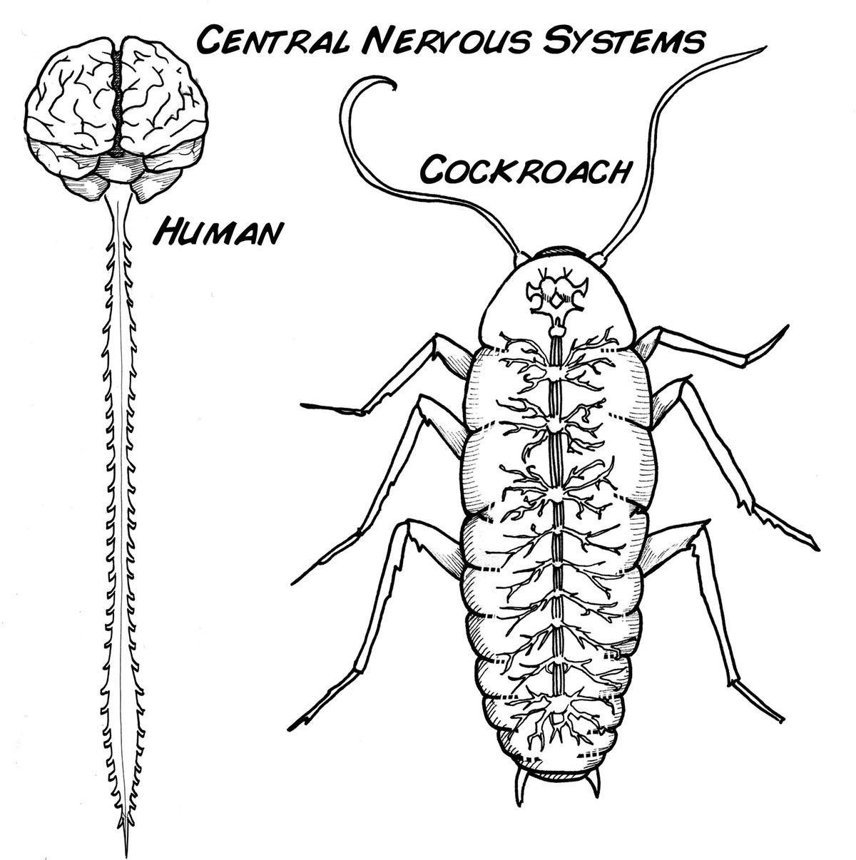 Central Nervous System Comparison