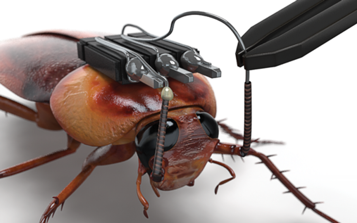 Cockroach Pest 5