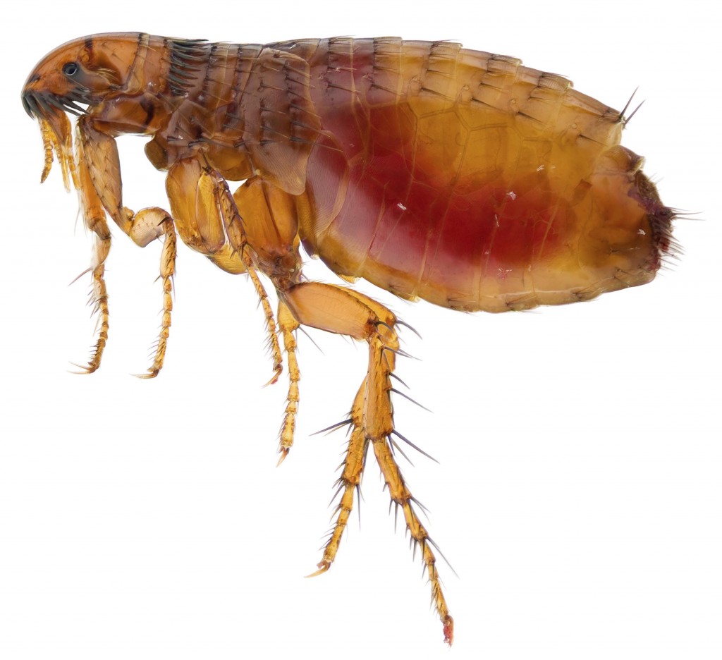 Frequently Asked Questions Bed Bugs & Fleas Home Guidance