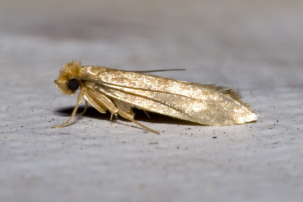 5 Ways to Prevent Moths Attacking Your Wardrobe Home Guidance