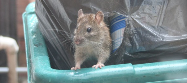 Rats - pest control
