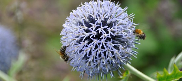 Bees pest control relocation