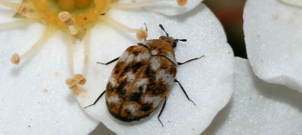 Carpet beetle