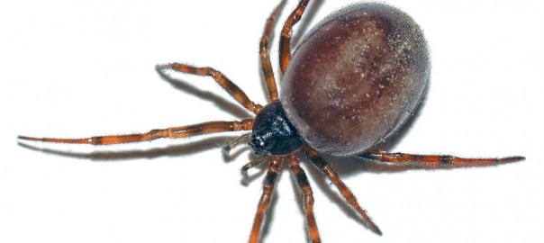 False widow spider