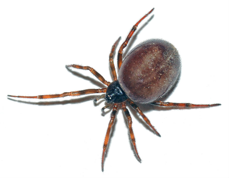 False widow spider