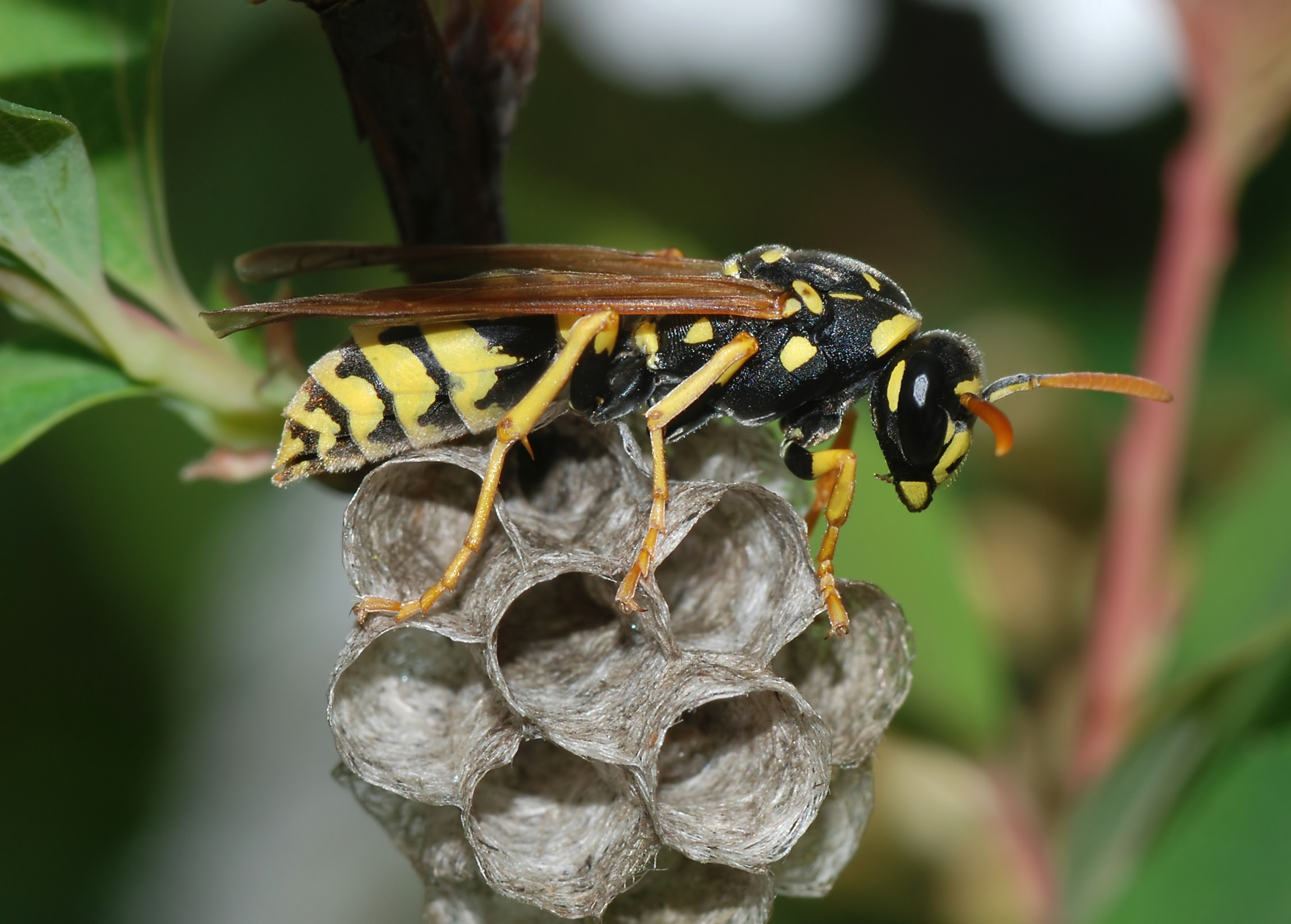 Wasp Pest 3