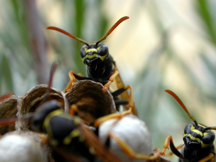 wasp control